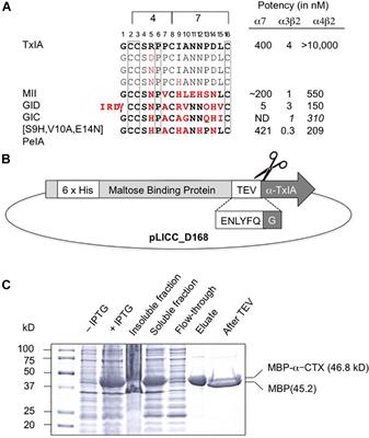 Periplasmic Expression of 4/7 α-Conotoxin TxIA Analogs in E. coli Favors Ribbon Isomer Formation – Suggestion of a Binding Mode at the α7 nAChR